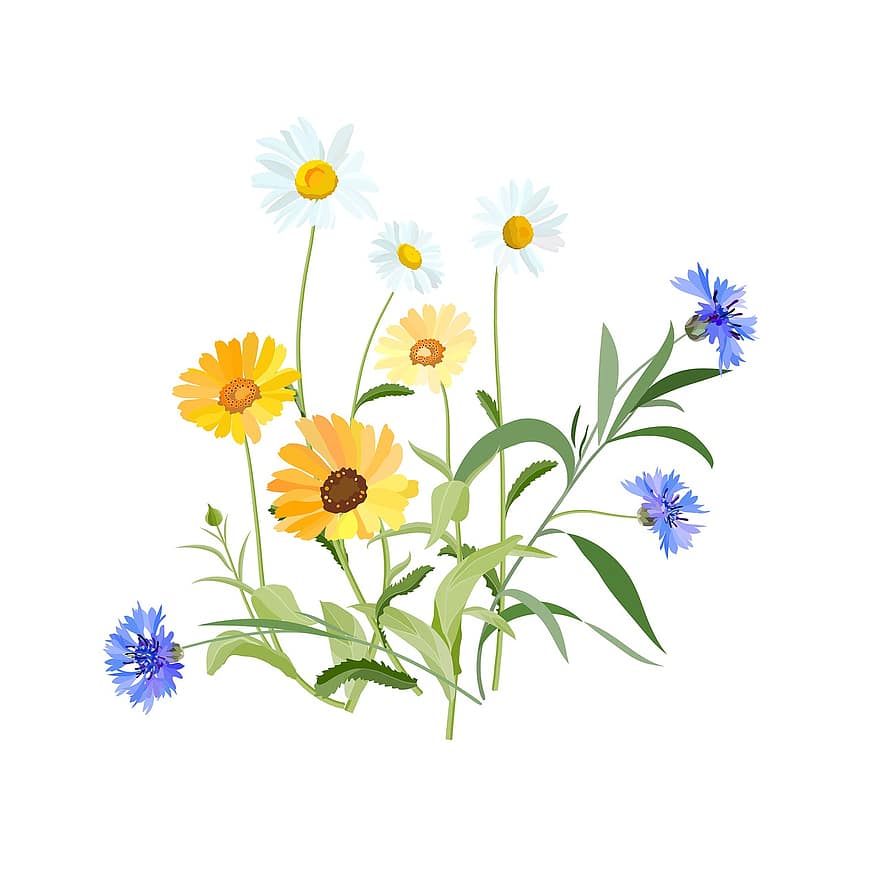 Flowers, Flowers Of The Field, Field, Meadow, Blue, Cornflower Blue, Cornflower, Spring, Summer, Daisy, Calendula