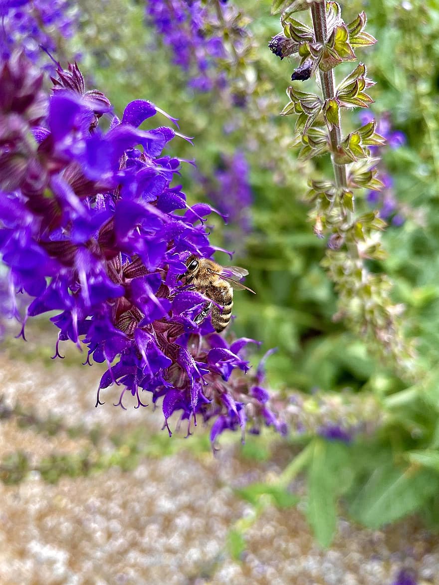 Bie, insekt, pollinere, pollinering, blomster, bevinget insekt, vinger, natur, Hymenoptera