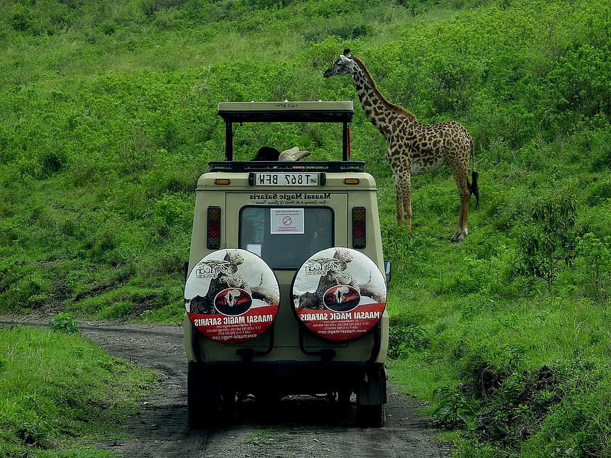 Safari, Giraffe, Tierwelt, Tier, Säugetier, wildes Tier, Natur, Wildnis, Fahrzeug, Tour, Abenteuer