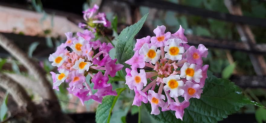 lantana, Δυτική Ινδική Lantana, lantana camara, λουλούδια, ροζ λουλούδια, κήπος, φυτό, φύλλο, γκρο πλαν, λουλούδι, καλοκαίρι