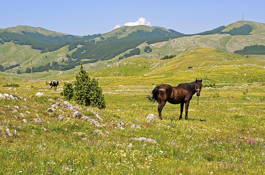 dzīvnieki, zirgi, ganības, raksturs, lauku, montenegro, kalni