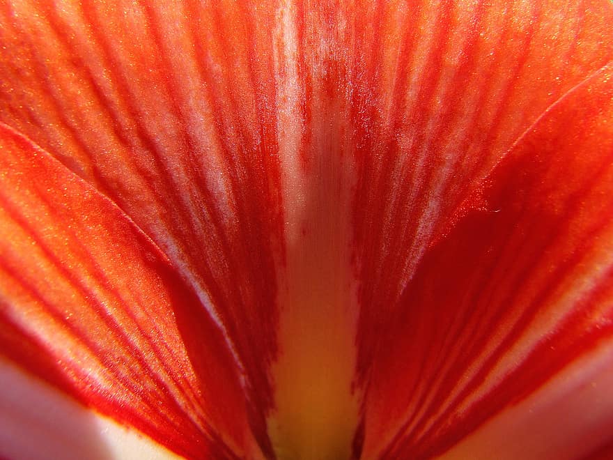 амариллис, орхидея, оранжевый, цветок