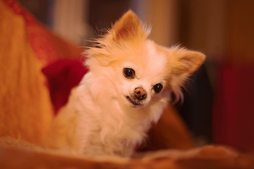 Dog, Puppy, Chihuahua, Domestic Animal, Pooch, Cute, Animal, small, pets, purebred dog, canine