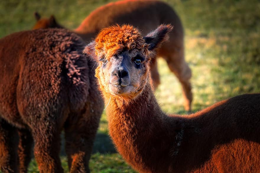 alpaca, lana, pasto, lama, naturaleza, animal, cabeza, granja, hierba, ganado, escena rural