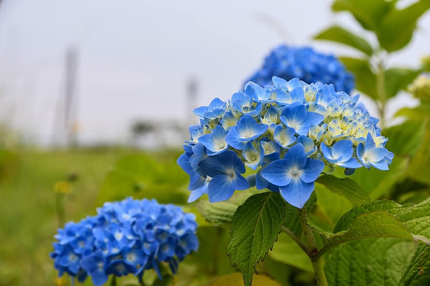 hortensia, blommor, växt, blåa blommor, kronblad, blomma, löv, trädgård, natur