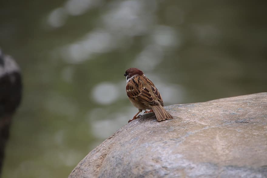 Bird, Sparrow, Passerine Bird, Rock, Pond, Animal, Perched, Closeup