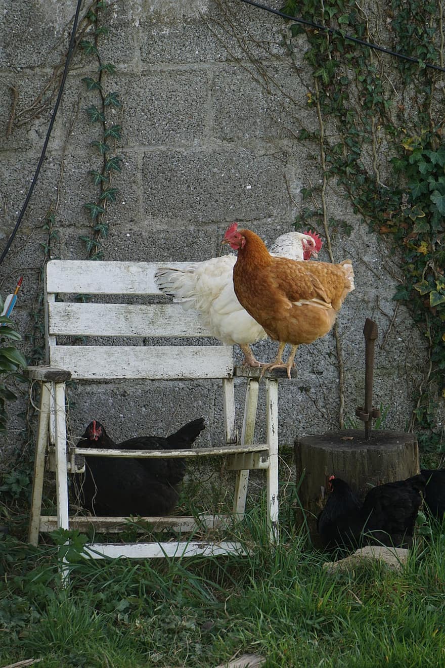 galinhas, cadeira, passarinhos, aves domésticas, animais, empoleirado, quintal de fazenda, rural