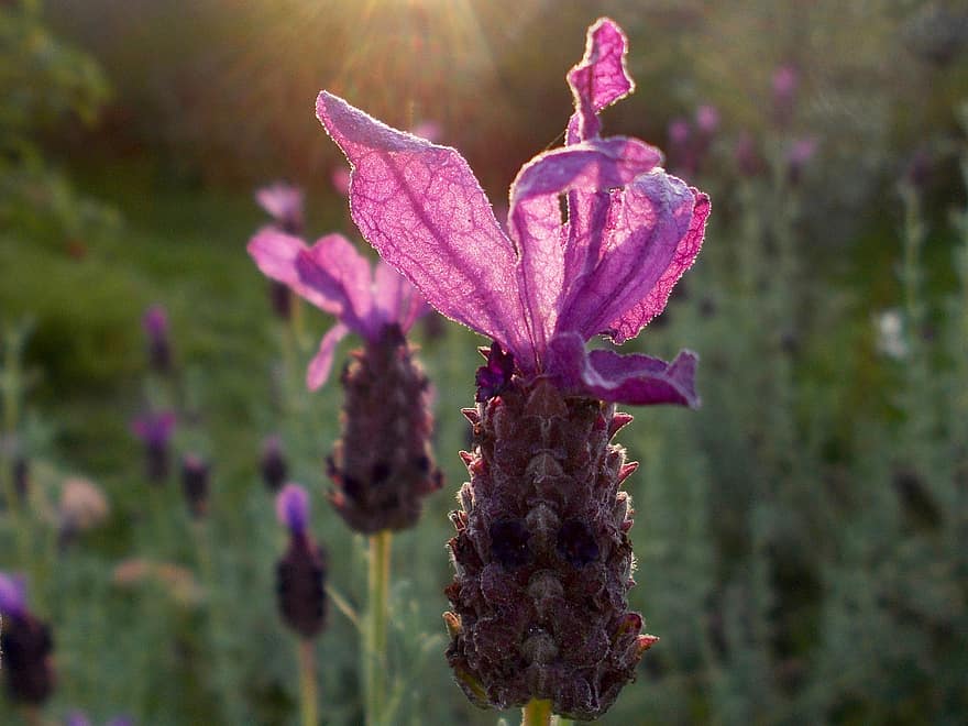 laventeli, Lavendula Stoechas, kukat, violetit kukat, kukinta, kukka, kasvisto, violetit terälehdet, Provence, laventeli kukkia, tuoksuva