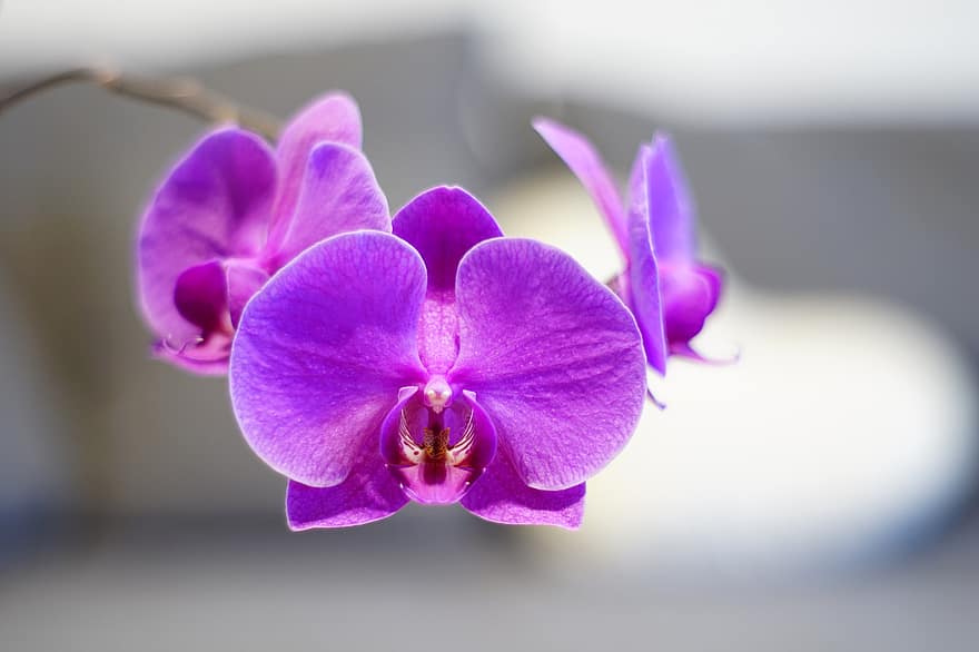 orchideeën, bloemen, fabriek, doritaenopsis, paarse bloemen, bloemblaadjes, bloeien, natuur, orchidee, detailopname, bloemblad