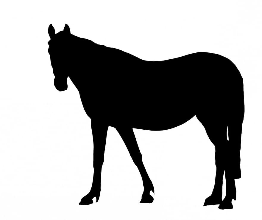 кінь, чорний, силует, тварина, гарний, великий, мистецтво, контур, форму, ізольовані, білий