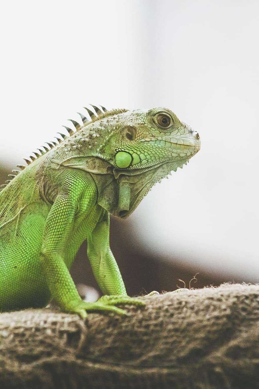 iguana, lisko, matelija, kameleontti, eläin, villieläimet, vihreä iguana, lähikuva, vihreä väri, lohikäärme, trooppinen ilmasto