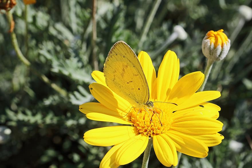 motýl, hmyz, květ, lepidoptera, sedmikráska, žlutý květ, křídla, rostlina, zahrada, Příroda