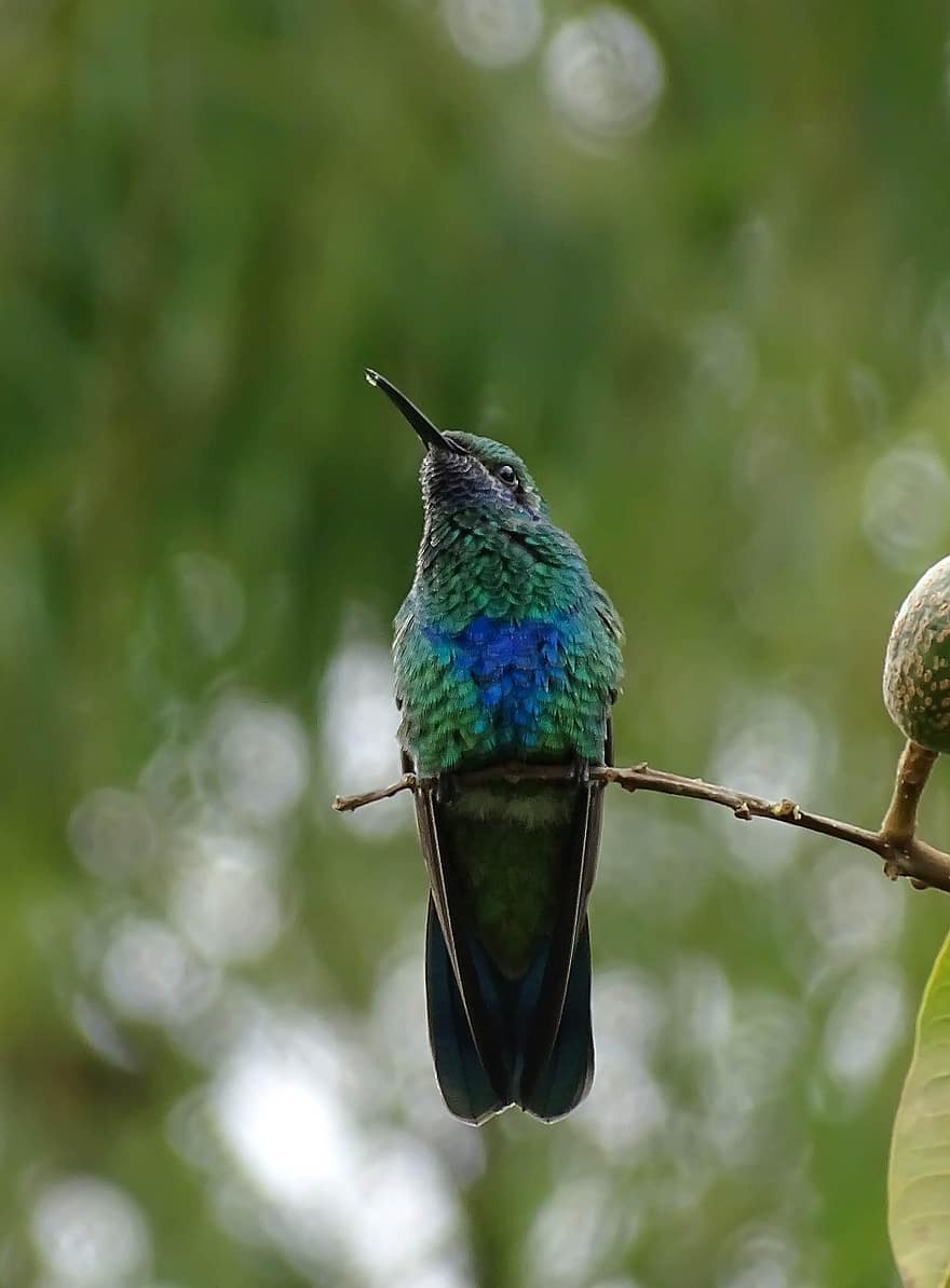 madár, kolibri, Colombia, zöld