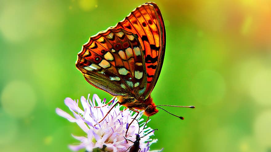 Silver-washed Fritillary, Butterfly, Insect, Pollination, Flower, Nature, Biology, Macro