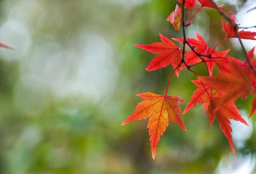 есенни листа, кленов листа, шума, есен, листа