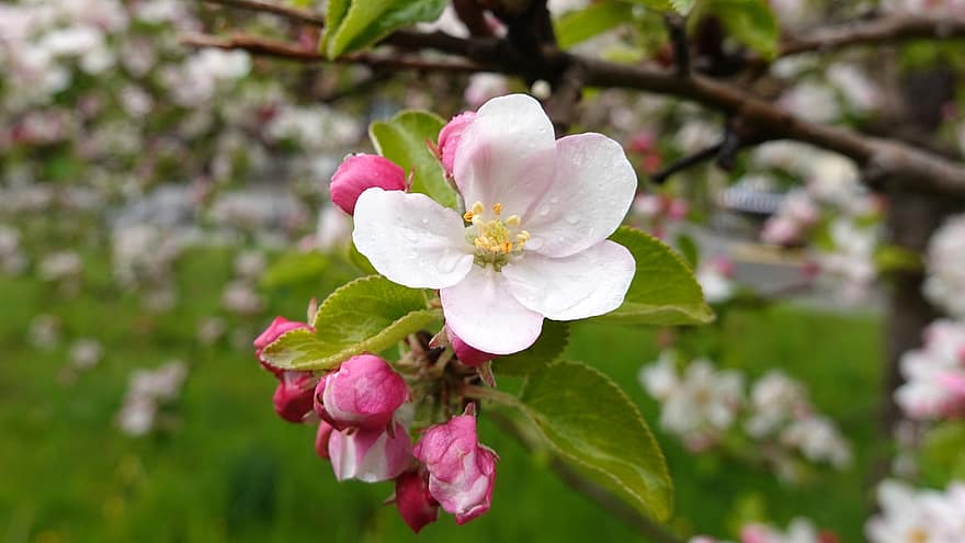 æbleblomst, blomst, kronblade, knopper, forår, farvet, tæt på, blad, plante, blomsterhoved, kronblad