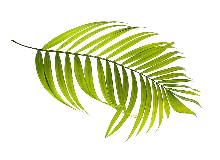 palm, blad, grønn, botanikk, tropisk, anlegg, sommer, blader, natur, tre, eksotisk