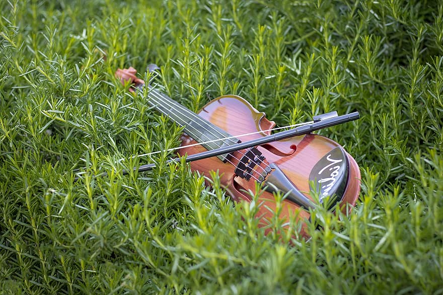 цигулка, струни, музикален, инструмент, трева, приземен