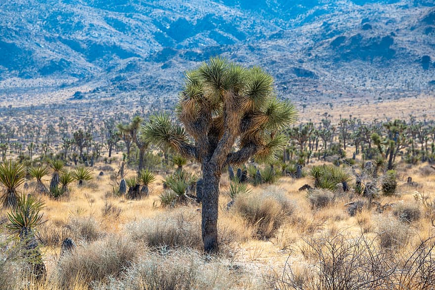 arbre, desert, paisatge, Califòrnia, naturalesa, EUA, cel, sec, a l'aire lliure, blau, parc