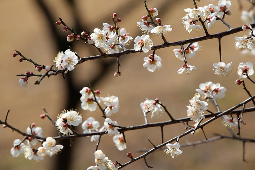Plum Blossoms, Plum Flowers, Spring Flowers, Spring, Plum Tree, Flowers, branch, springtime, close-up, flower, season