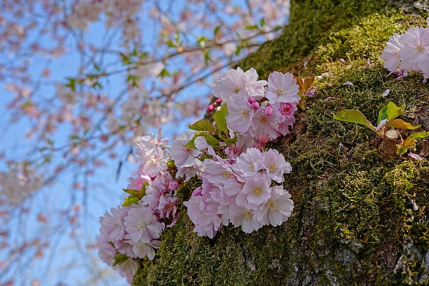 cirera japonesa, cirera ornamental, flor de cirerer, branca de floració, flors, flors de color rosa, primavera, naturalesa, flor, planta, full