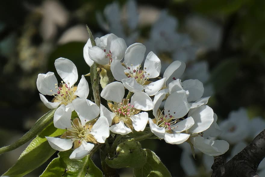 Birnenblüten, weiße Blumen, Birnenbaum, blühen, Frühling, Blumen, Obstgarten, Flora, Obstbaum, Staubblätter, Stößel