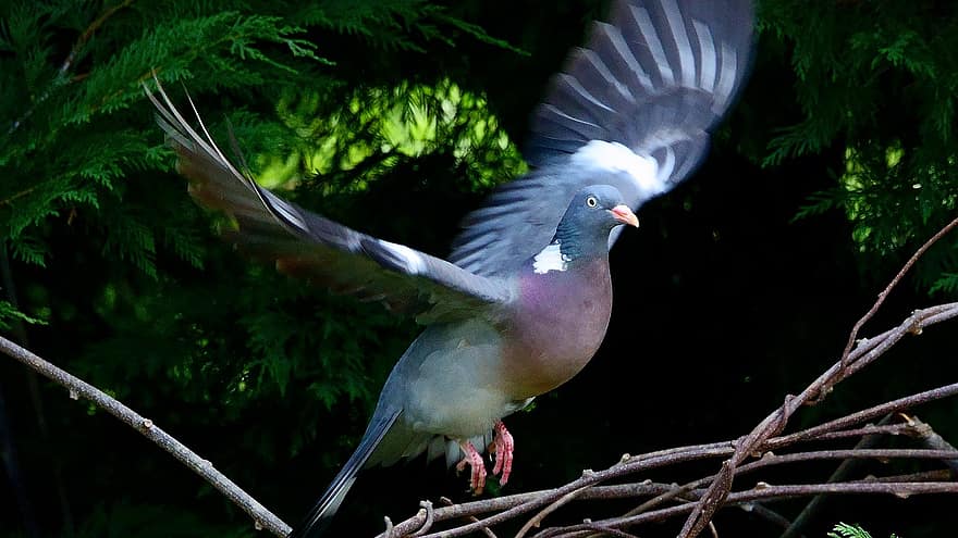 Wood Pigeon, Bird, Animal, Pigeon, Dove, Wildlife, Plumage, Flight, Ornithology, Birdwatching, Nature