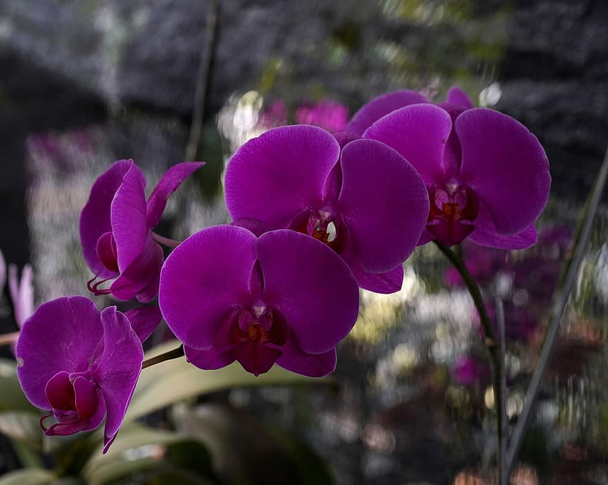 орхидеи, Phalaenopsis, цветя, лилави орхидеи, лилави цветя, листенца, лилави венчелистчета, разцвет, цвят, растение, флора
