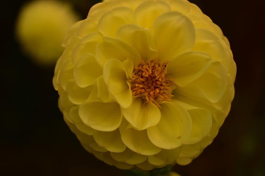 цвете, природа, растение, жълт, поставя, градина, Република Корея, едър план, венчелистче, лято, цветна глава