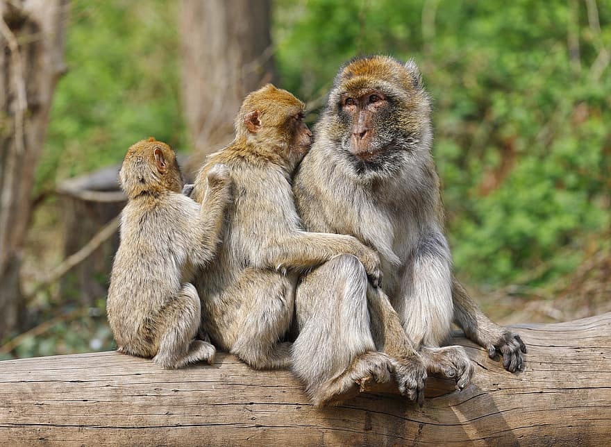 macaque de barbarie, famille, primate, faune, mammifère, bûche, singe, espèce, animal, mignonne, animaux à l'état sauvage