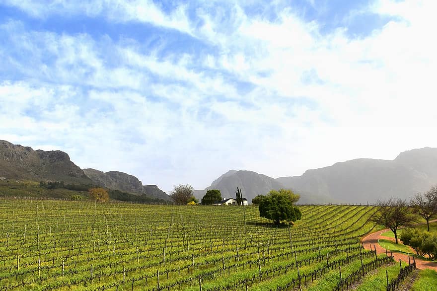 виноградники, лозы, виноградарство, Rebstock, ферма, плантация, сельское хозяйство, Южная Африка, Кейптаун, горы, природа