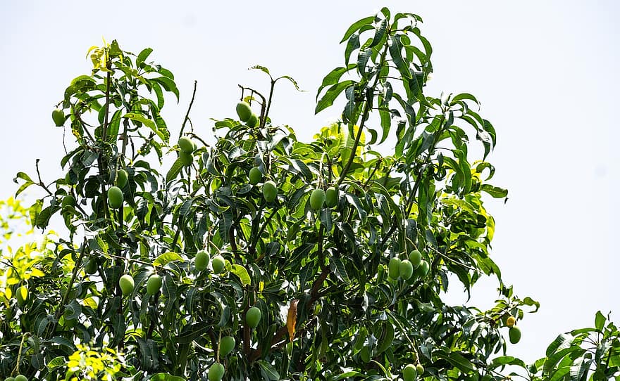マンゴーの木、マンゴー、フルーツ、木、葉、フード、緑、新鮮な、工場、自然、健康
