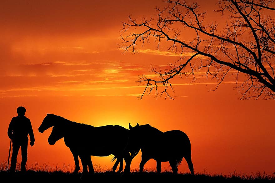 zonsondergang, paarden, silhouet, dieren, paardachtigen, man, weide, platteland