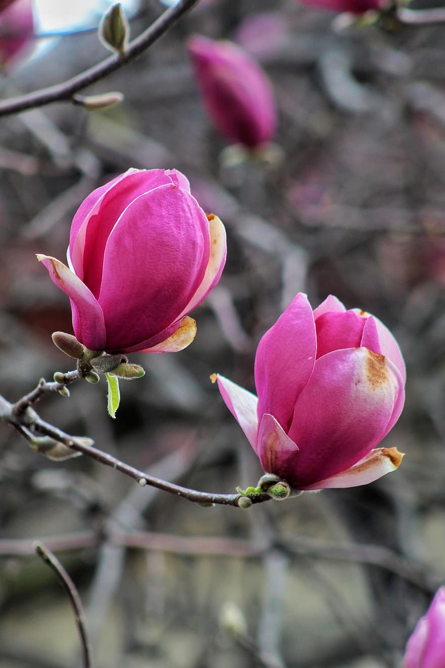 magnolie, tun, eos