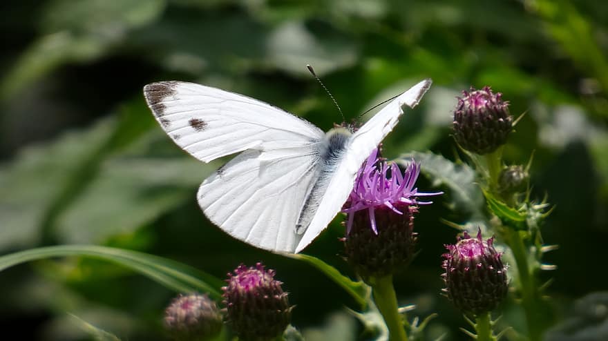 White, Thistles, Butterfly, Wings, Flowers, Butterfly Wings, Winged Insect, Insect, Lepidoptera, Entomology, Pollinate