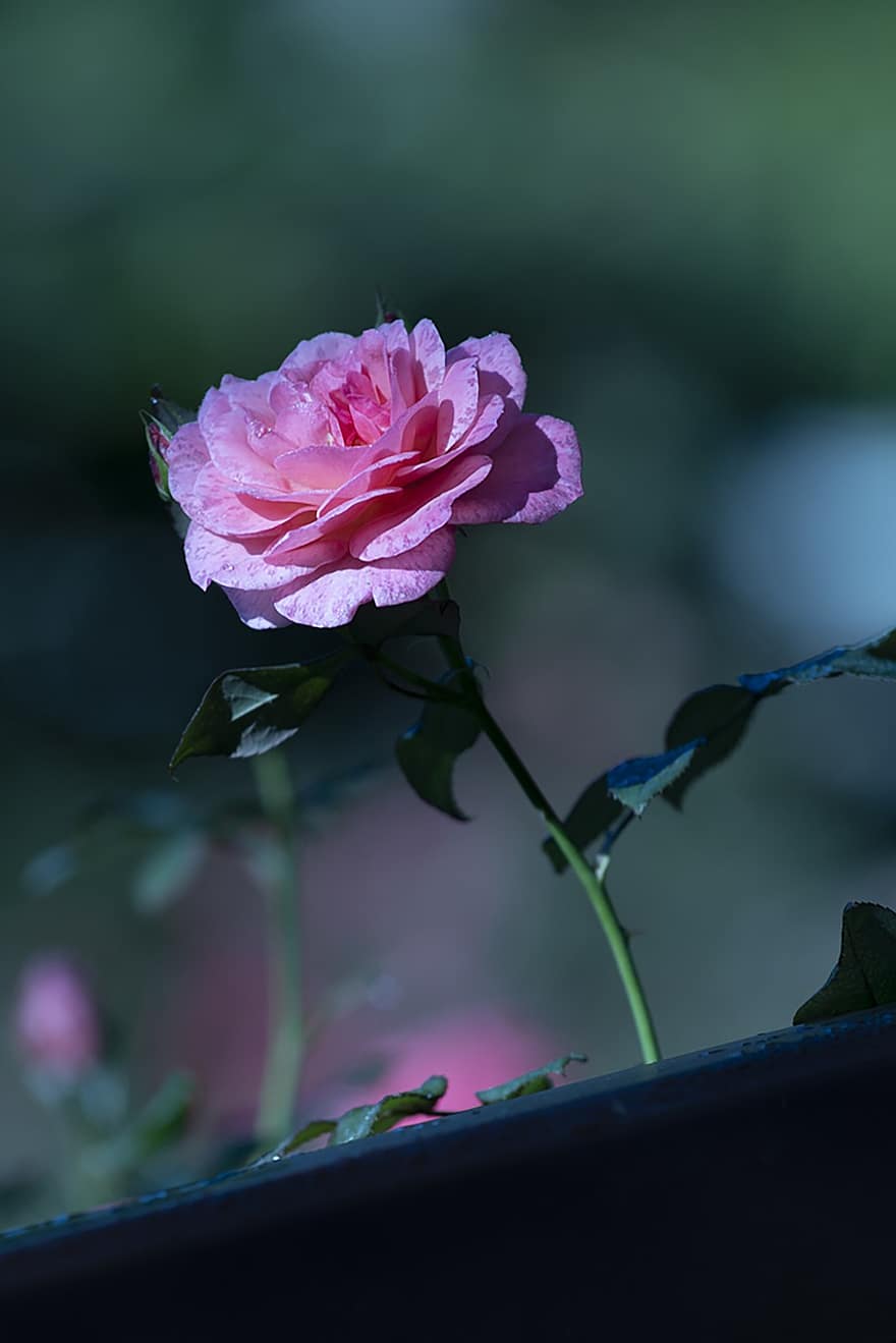 Rose, Pink Rose, Flower, Pink Flower, Petals, Blossom, Bloom, Plant, Flowering Plant, Ornamental Plant, Flora