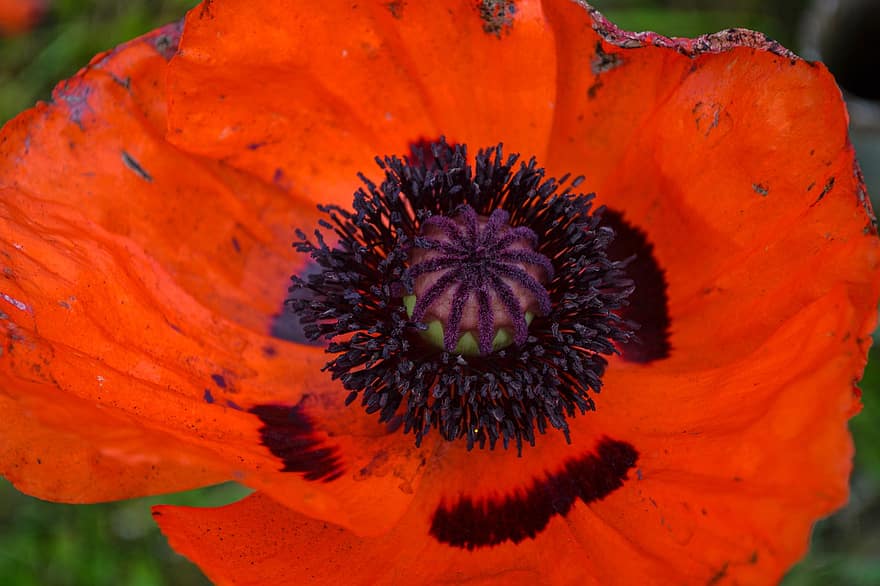 opium, bunga, bidang, merah, flora
