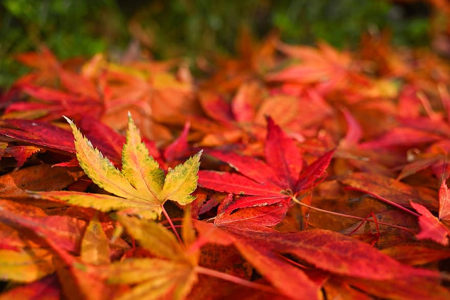 가을, 이파리, 단풍, 자연
