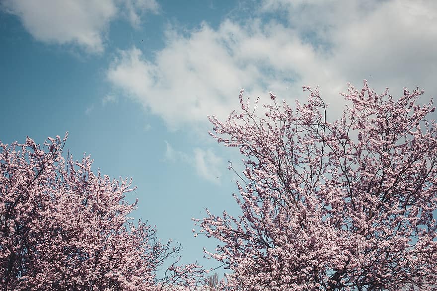 cel, núvols, arbres, flors, naturalesa, branques, primavera, paisatge, estacional