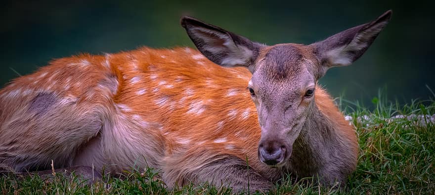 Deer, Animal, Nature, Red Deer, Mammal, Wild Animal, Wildlife, Fauna, Wilderness, Forest