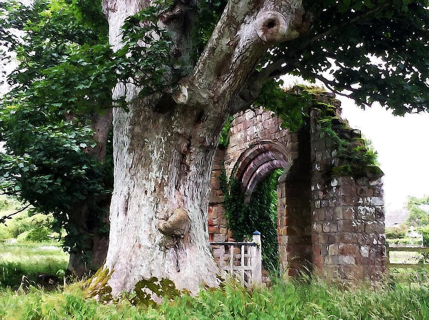 drzewo, ruina, starożytny, stare drzewo, historyczny, przejście, pomnik