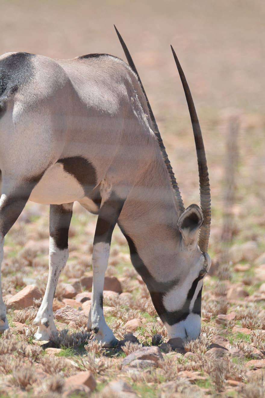 oryx, gyvūnas, safari, ganymas, antilopė, žinduolių, laukinės gamtos, fauna, dykumoje, pobūdį, Namibija