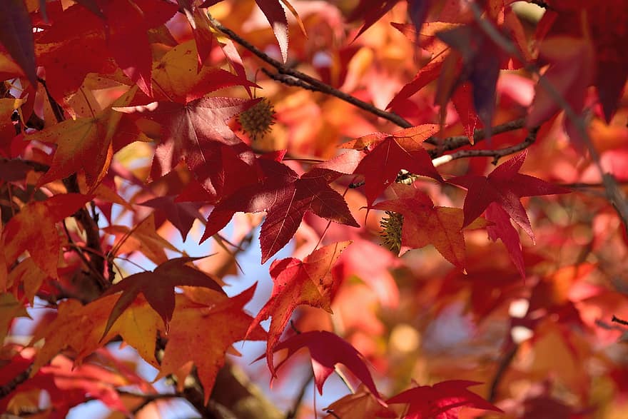 jatuh, Daun-daun, dedaunan, daun maple, maple, pohon maple, daun merah, dedaunan merah, dedaunan musim gugur, warna musim gugur, musim gugur