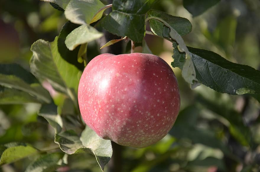 manzana, Fruta, hojas, árbol de manzana, naturaleza, frescura, hoja, orgánico, agricultura, comida, alimentación saludable