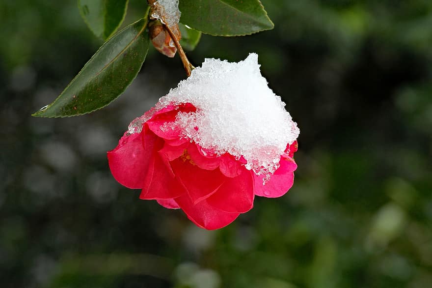 camelia, bloem, sneeuw, vorst, ijs-, winter, camellia sasanqua, bloemblaadjes, bloeien, bloesem, flora