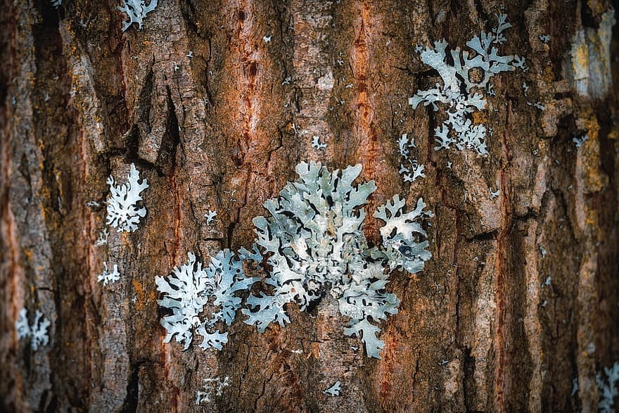 lichen, mușchi, natură, trompă, lemn, copac, latra, toamnă, pădure, frunze, sezon