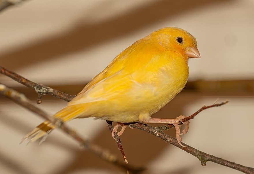 Bird, Avian, Animal, Nature, yellow, beak, feather, close-up, animals in the wild, branch, perching