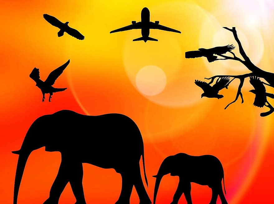 Afrika, matahari, liburan, gajah, burung-burung, pesawat terbang, margasatwa