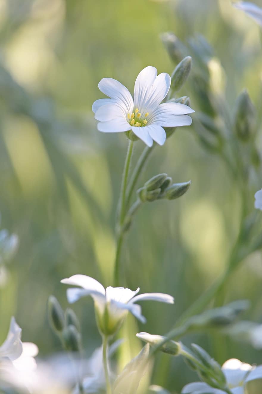 Hornwort, Coontail, Hoa màu trắng, vườn, giường hoa, bông hoa, cây, cận cảnh, mùa hè, màu xanh lục, mùa xuân