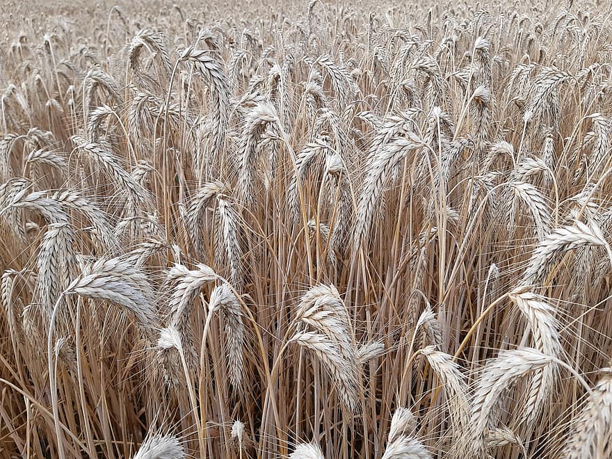 пшеница, поле, Пшеничное поле, ячмень, культуры, посевы пшеницы, пахотная земля, сельское хозяйство, ферма, выращивание, природа